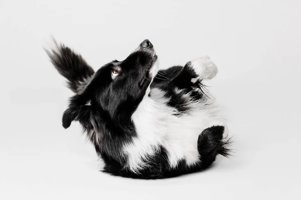 Border kolie pes ležet břichem v legrační pozice na bílém pozadí — Stock fotografie