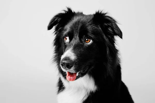 Border Collie dog portrait on a white background — Stock Photo, Image