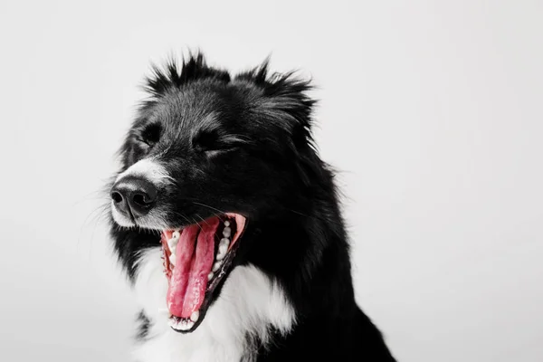 Fronteira Collie cão bocejando em um fundo branco — Fotografia de Stock