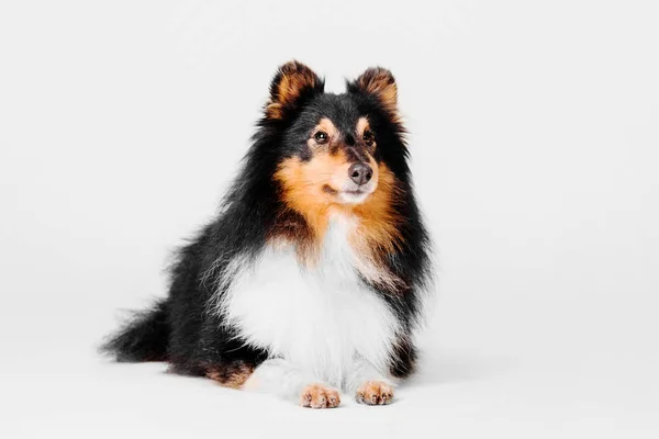 Shetland Sheepdog deitado sobre um fundo branco — Fotografia de Stock