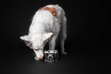 Retro fotoğraf makinesi yakın kadar izole siyah arka plan üzerine beyaz köpekle.