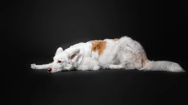 Perro blanco yace sobre fondo negro aislado de cerca . —  Fotos de Stock