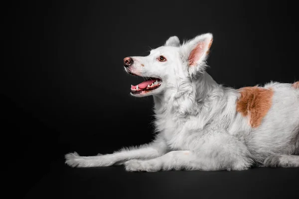 Perro blanco de raza mixta sobre un fondo negro en el estudio — Foto de Stock