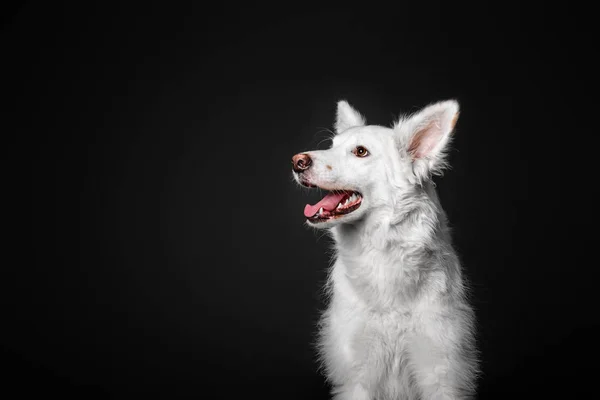 Cão branco misto raça em um fundo preto no estúdio — Fotografia de Stock