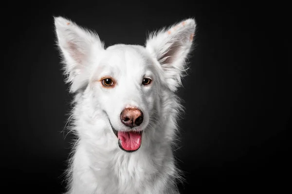 Белая собака смешанной породы на черном фоне в студии — стоковое фото