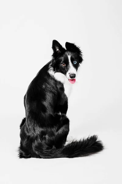 Border Collie perro se sienta girando a la cámara sobre un fondo blanco en el estudio de fotografía — Foto de Stock