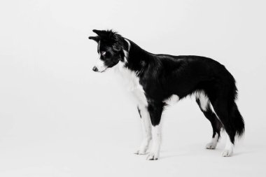 Border collie dog on a white background clipart