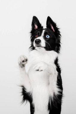 Border Collie dog sitting holding up up his front paws on a white background isolated clipart