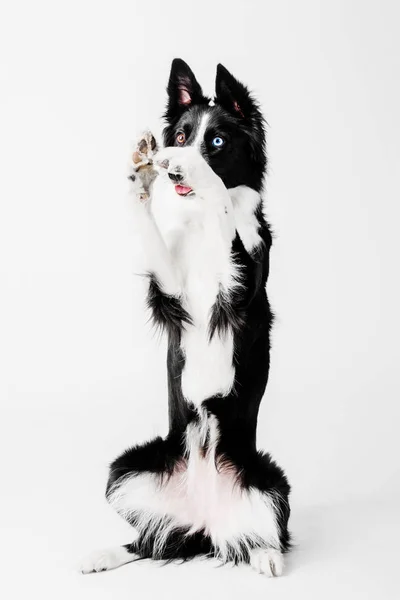 Border Collie perro sentado sosteniendo sus patas delanteras sobre un fondo blanco aislado — Foto de Stock