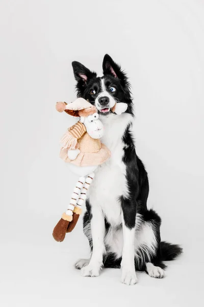 Border Collie perro sentado y sosteniendo un juguete relleno en su boca sobre un fondo blanco — Foto de Stock