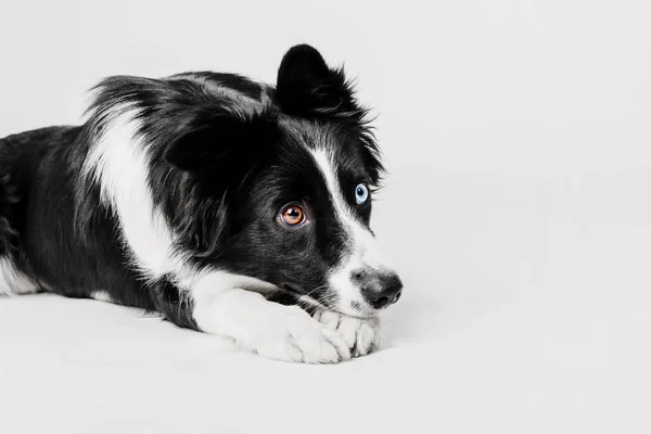 Frontera collie perro acostado sobre un fondo blanco — Foto de Stock