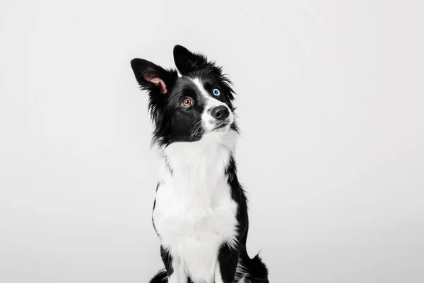 Retrato de perro Border Collie sobre fondo blanco — Foto de Stock