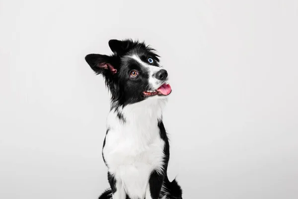 Retrato de perro Border Collie sobre fondo blanco — Foto de Stock