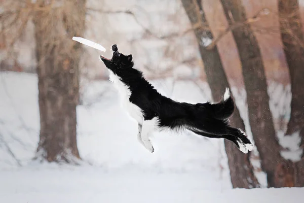 Confine cane Collie saltare per un disco volante nella neve — Foto Stock