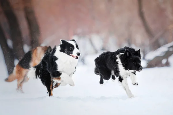 Dwa psy rasy Border Collie, uruchomiona w śniegu — Zdjęcie stockowe