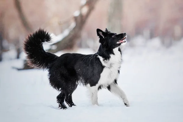 Frontera collie perro en la nieve —  Fotos de Stock