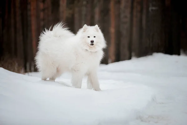 Perro Samoyedo Invierno Perro Parado Nieve —  Fotos de Stock