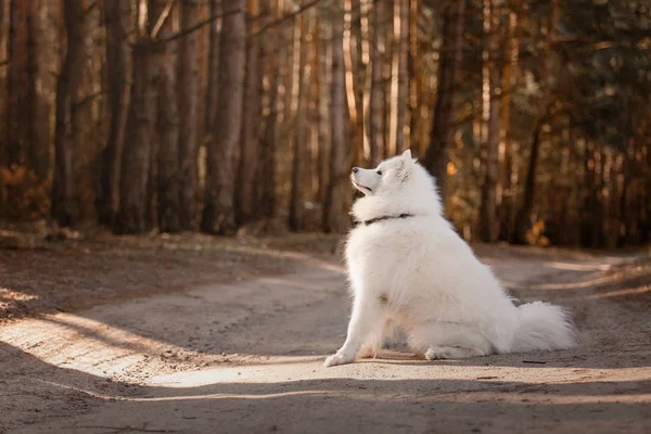 冬季的萨摩亚犬 坐在森林里的狗 — 图库照片