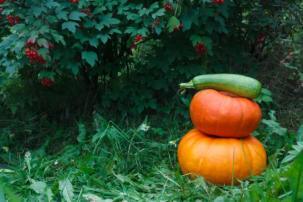 Dois bombinhos laranja no jardim verde — Fotografia de Stock