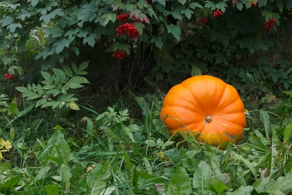 Abóbora laranja no jardim verde — Fotografia de Stock