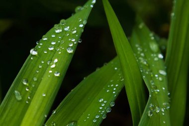 yeşil çimenler ve su damlaları