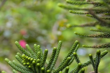 yeşil arka plan bulanık