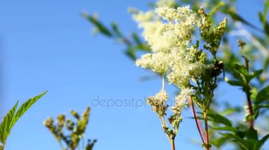 Bir çiçek uçan yaban arısı