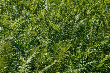 yeşil eğreltiotu yaprakları arka plan