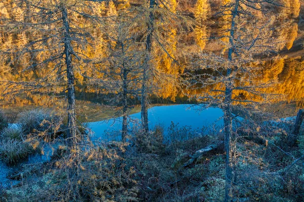 Lariksbomen en takken met gele bladeren bij het bergmeer in september — Stockfoto