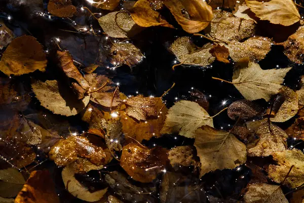 Vieilles feuilles jaunes de bouleau sur le sol dans l'eau avec des reflets de soleil — Photo
