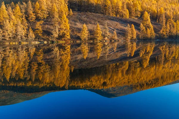 Reflectie van gele lariks en blauwe lucht in een meer kalm water — Stockfoto
