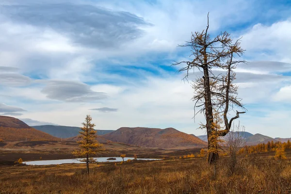 Oude lariksboom in heuvelachtige vallei met blauwe lucht en wolken in de herfst — Stockfoto