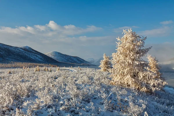 Gele lariksboom bedekt met verse sneeuw op mountan plateau in de ochtend van september — Stockfoto
