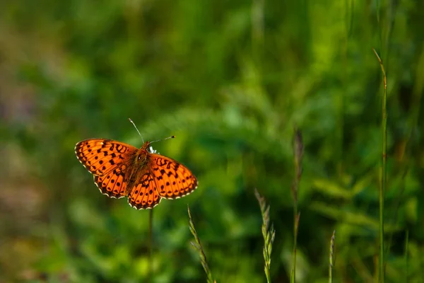 Orange butterfly with wings spread on a flower — Stock Photo, Image