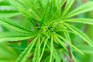 Yeşil yapraklı arka planda marihuana yetiştirmek