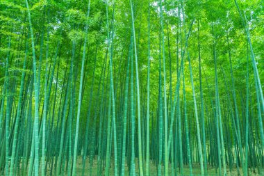 bamboo forest clipart