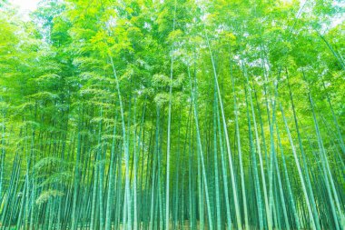 Bambu ormanı