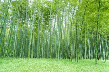 Bambu ormanı