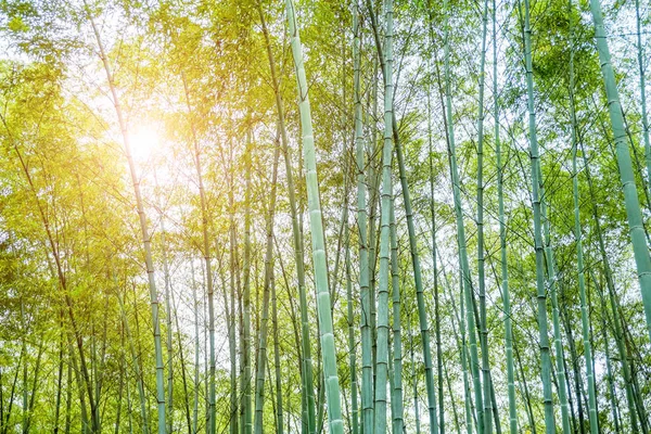 Бамбуковый лес — стоковое фото