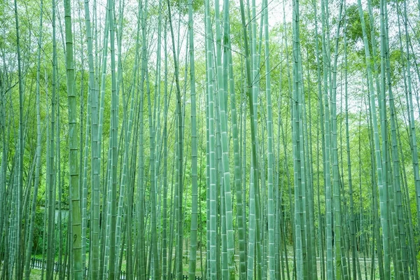 Bamboo forest — Stock Photo, Image