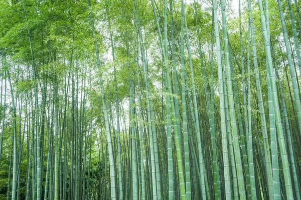 Forêt de bambous — Photo