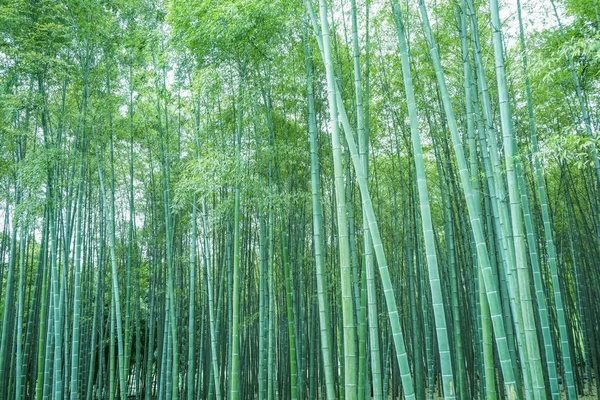 Floresta de bambu — Fotografia de Stock