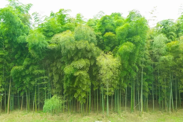 屋外の美しい竹の森 — ストック写真