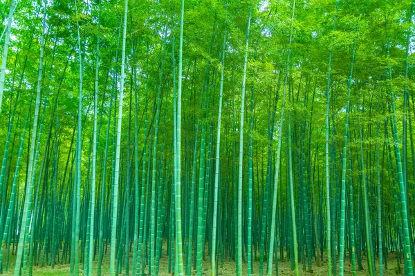 Bamboo forest — Stock Photo, Image