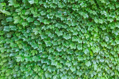 Çiçekler yeşil bitki duvarı