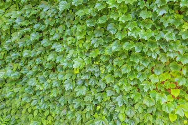 Flowers green plant wall