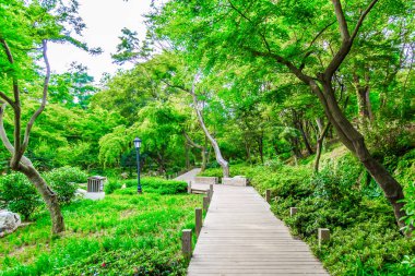 Parktaki yeşil orman.