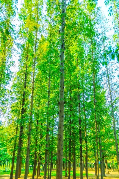 Zelené Lesy Parku — Stock fotografie