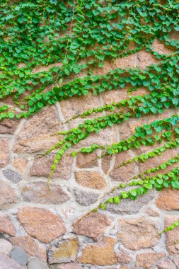 Taş duvara tırmanan kaplan