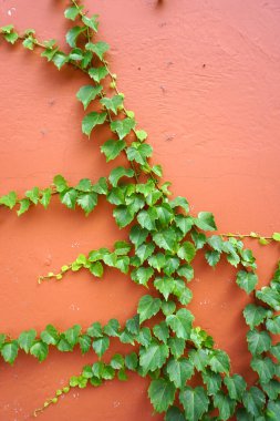 Çin, Asya 'da yeşil sarmaşık